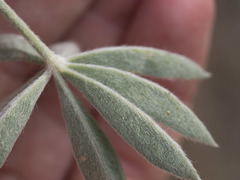 Lupinus grayi