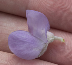 Lupinus grayi