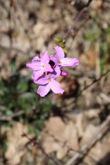 Arabis aculeolata