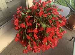 Rhipsalidopsis gaertneri