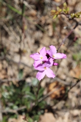 Arabis aculeolata