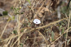 Ipomoea perpartita