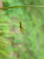 Carex austrocaroliniana