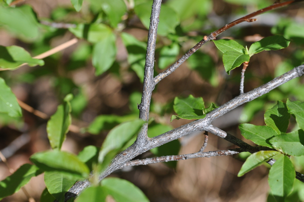 chokecherry (Plants of Rosewood Nature Study Area) · iNaturalist