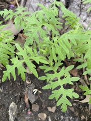 Ellisia nyctelea