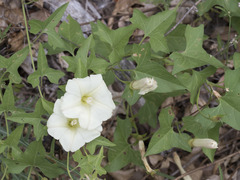 Calystegia occidentalis occidentalis