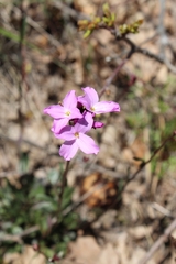 Arabis aculeolata