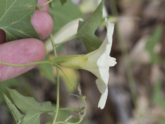 Calystegia occidentalis occidentalis