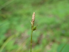 Carex austrocaroliniana