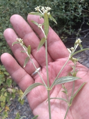 Alternanthera flavescens