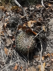 Mammillaria polythele