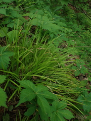 Carex austrocaroliniana