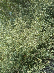 Alternanthera flavescens