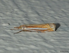 Crambus laqueatellus