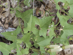 Calystegia occidentalis occidentalis