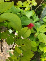 Calliandra tergemina