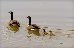 Branta canadensis