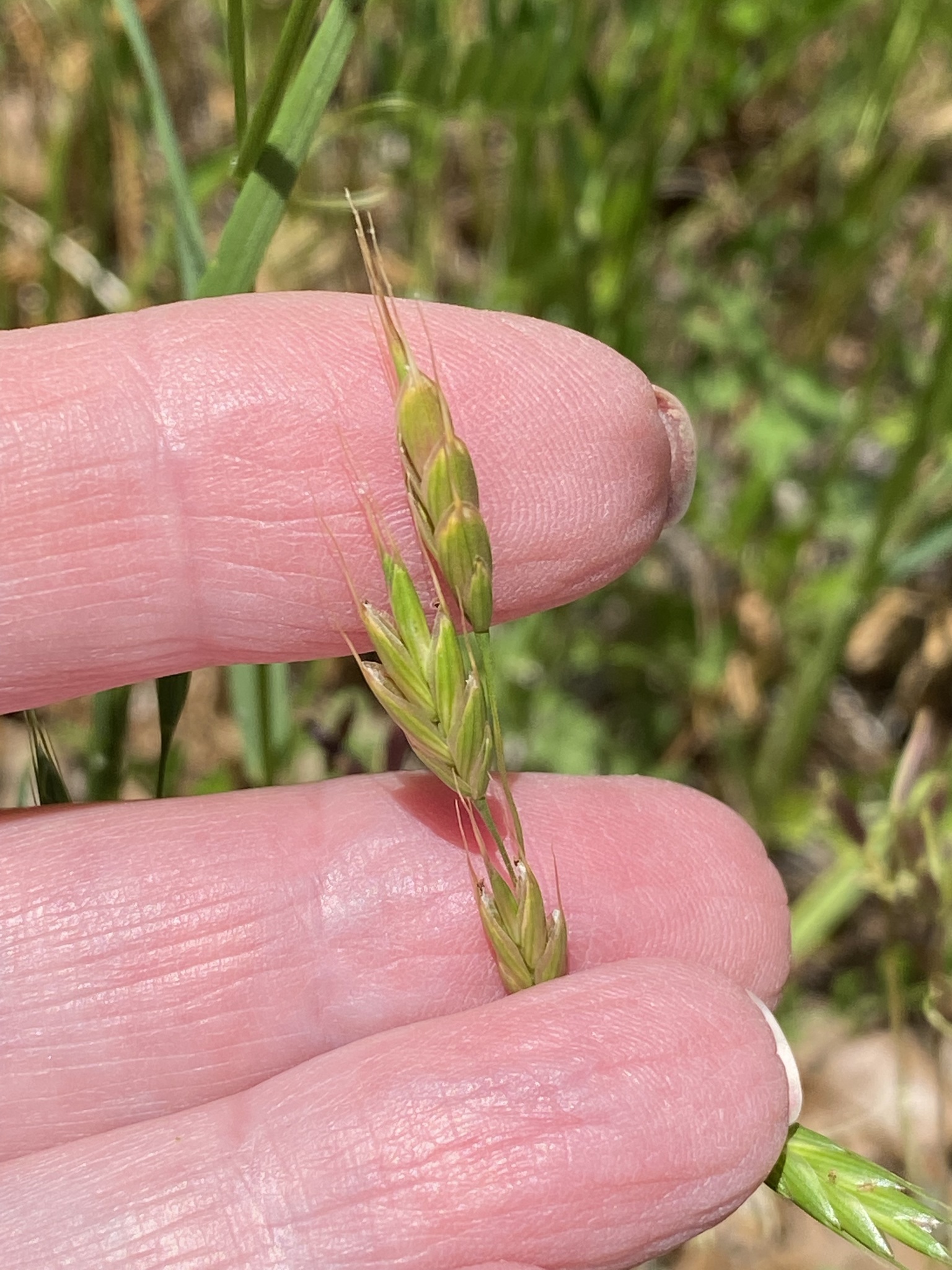 Bromus secalinus L.