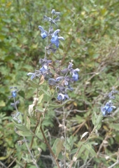 Salvia cuspidata
