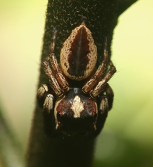 Euryattus wallacei