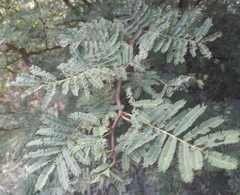 Vachellia aroma