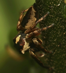 Euryattus wallacei