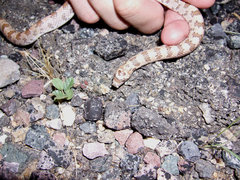 Phyllorhynchus decurtatus