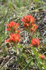 Castilleja brevilobata