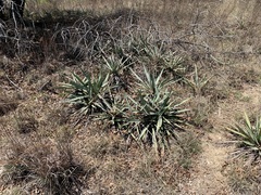 Yucca pallida
