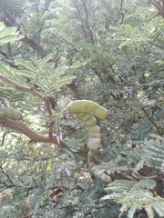Vachellia aroma