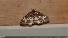 Percnia