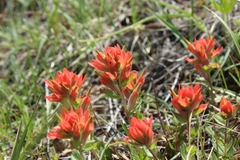 Castilleja brevilobata