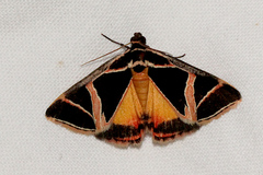 Xenogenes gloriosa