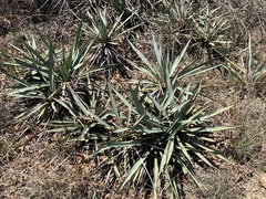 Yucca pallida