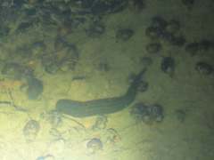 Whitmania pigra