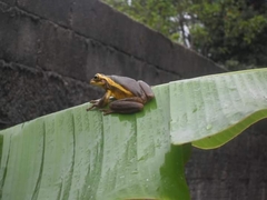 Trachycephalus mesophaeus