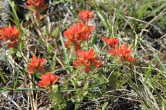 Castilleja brevilobata