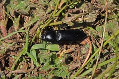 Melanactes densus