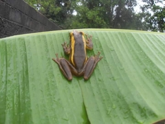 Trachycephalus mesophaeus