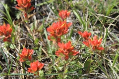 Castilleja brevilobata