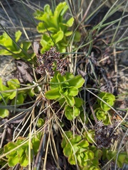 Phedimus kamtschaticus