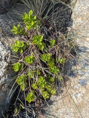 Phedimus kamtschaticus