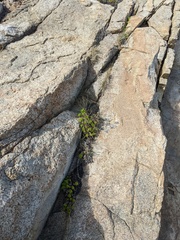 Phedimus kamtschaticus