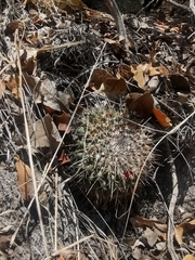 Mammillaria polythele