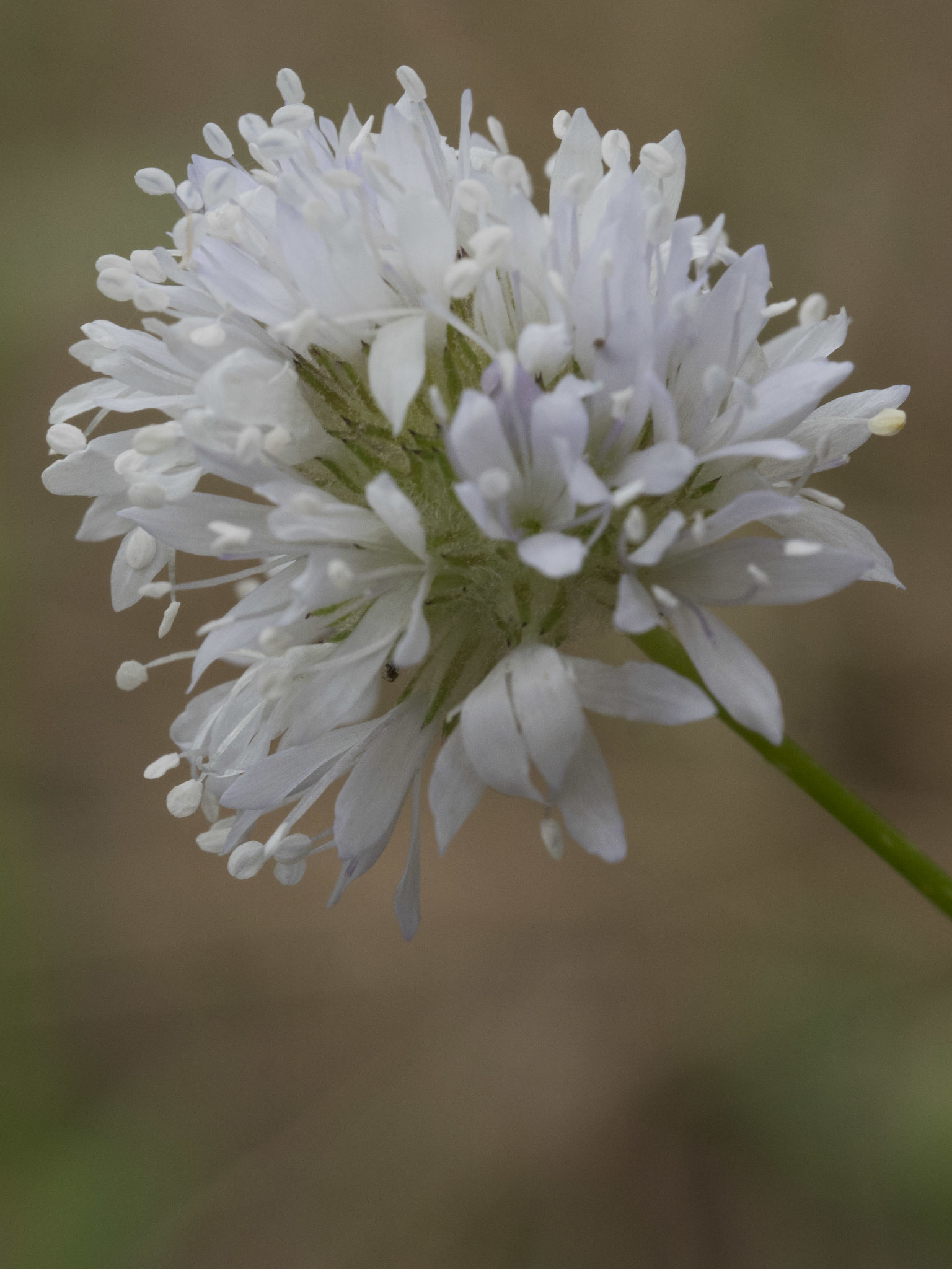 Gilia capitata ssp. mediomontana