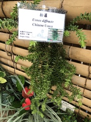 Dolichousnea diffracta