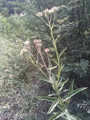 Verbesina boliviana