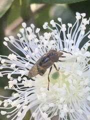 Copestylum chalybescens