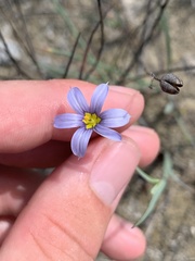 Sisyrinchium biforme