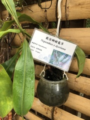 Nepenthes distillatoria